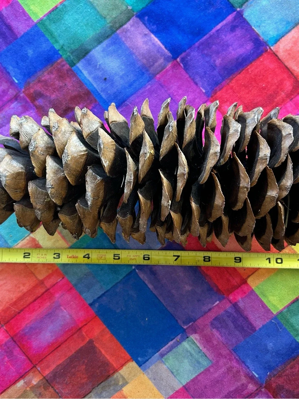 Giant Sugar Pine Cone XL Natural Dried Pinecone Rustic Woodland Cabin Decor